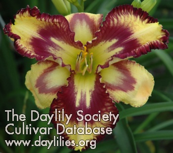 Daylily Cosmic Blast